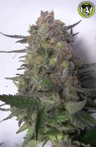 Bild von Super Sour Kush
