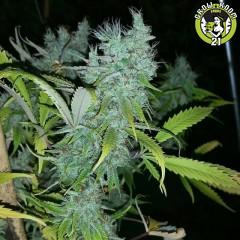 Bild von The 90s Haze