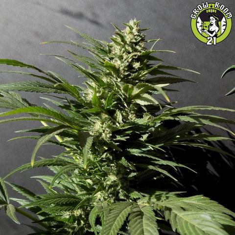 Bild von Viking Kush