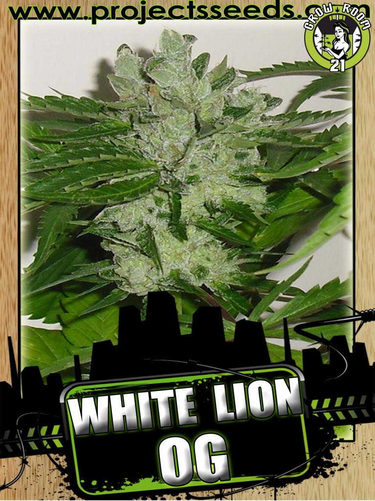 Bild von White Lion OG