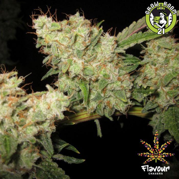 Bild von Alien Glue