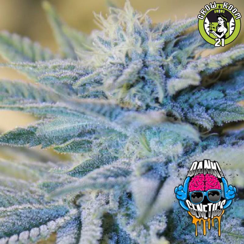 Bild von Auto Fire OG