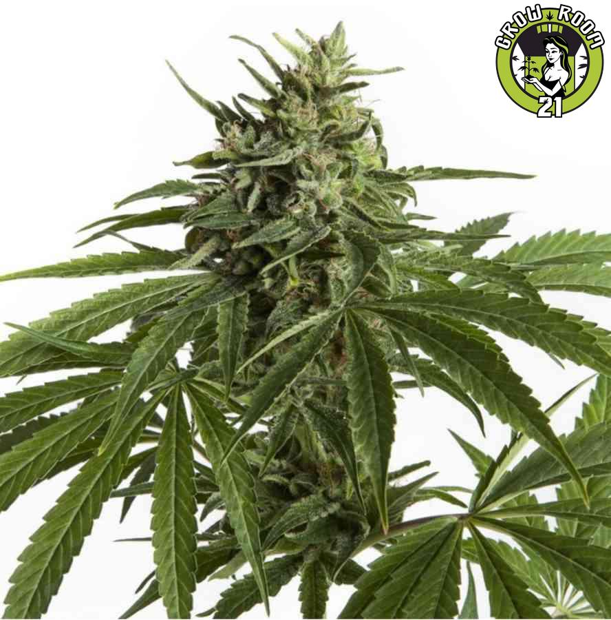 Bild von Auto Northern Light