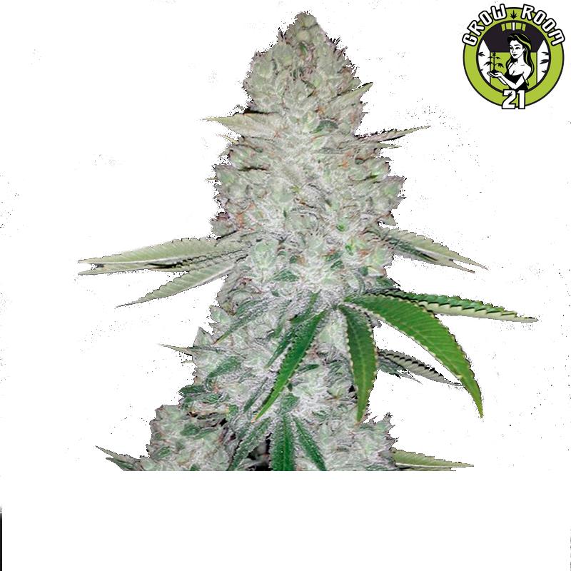 Bild von Automatic Gorilla Glue