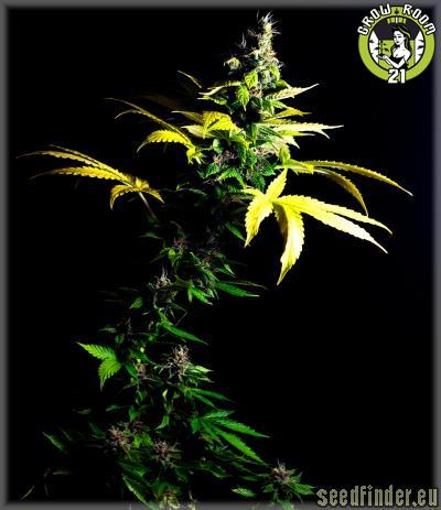 Bild von Bizarre Lights