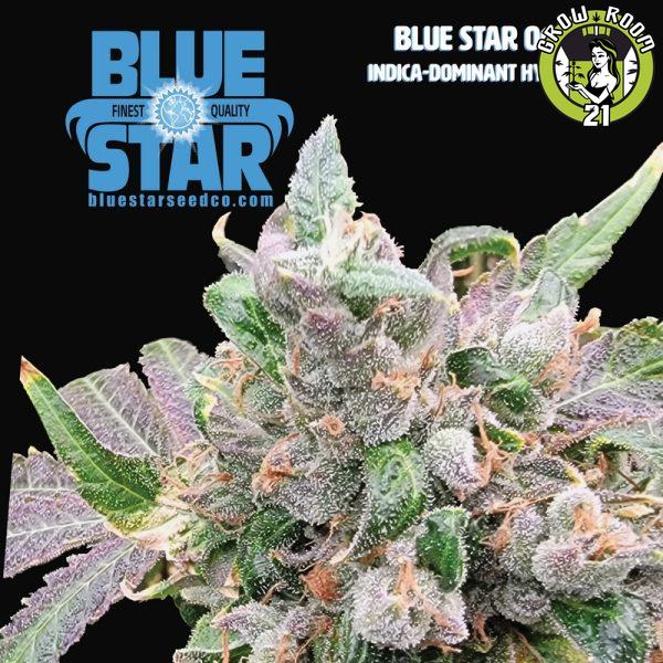 Bild von Blue Star OG