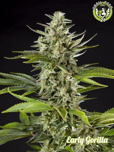 Bild von Early Gorilla