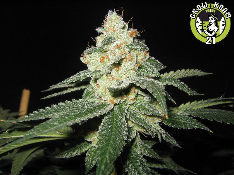 Bild von Raskals OG Kush