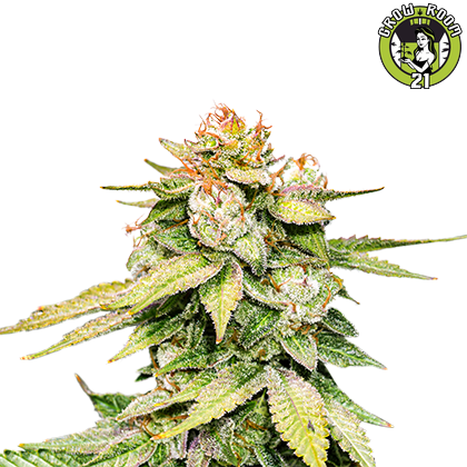 Bild von Gorilla Glue Autoflower