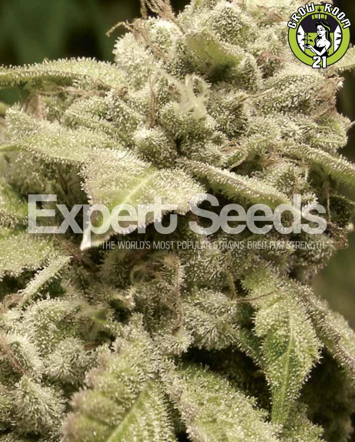 Bild von Gorrila Glue 4 x White Widow