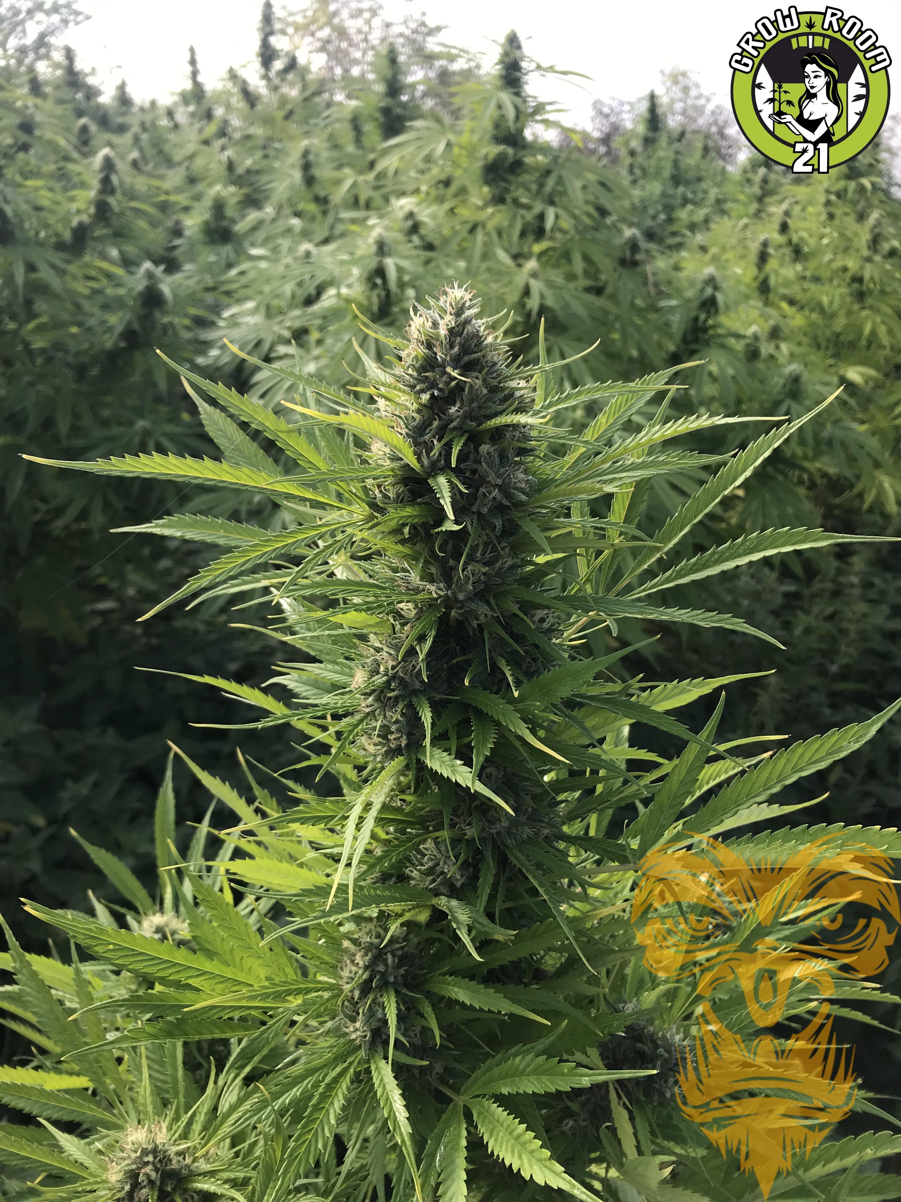 Bild von Lemonade OG x Freezeland