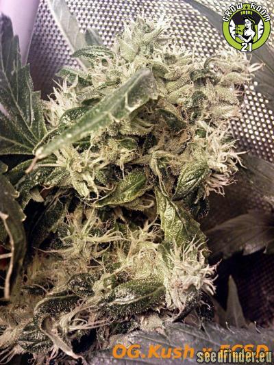 Bild von OG.Kush-LemonLarry x ECSD BX1