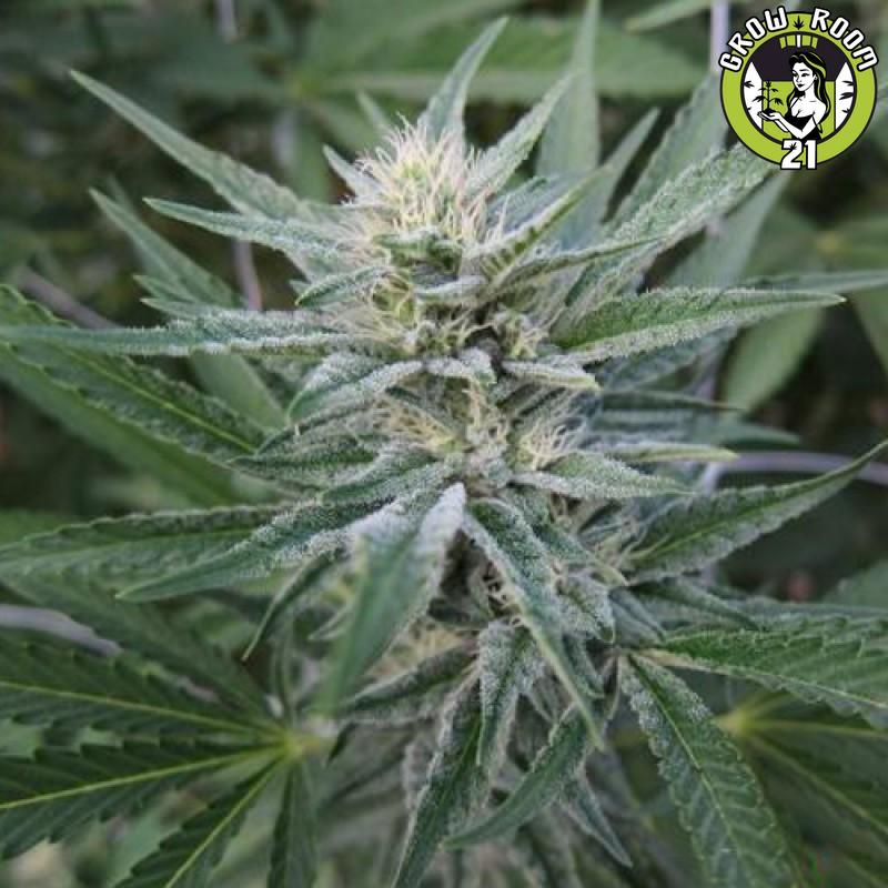 Bild von (OG X Sour Diesel) X Durban