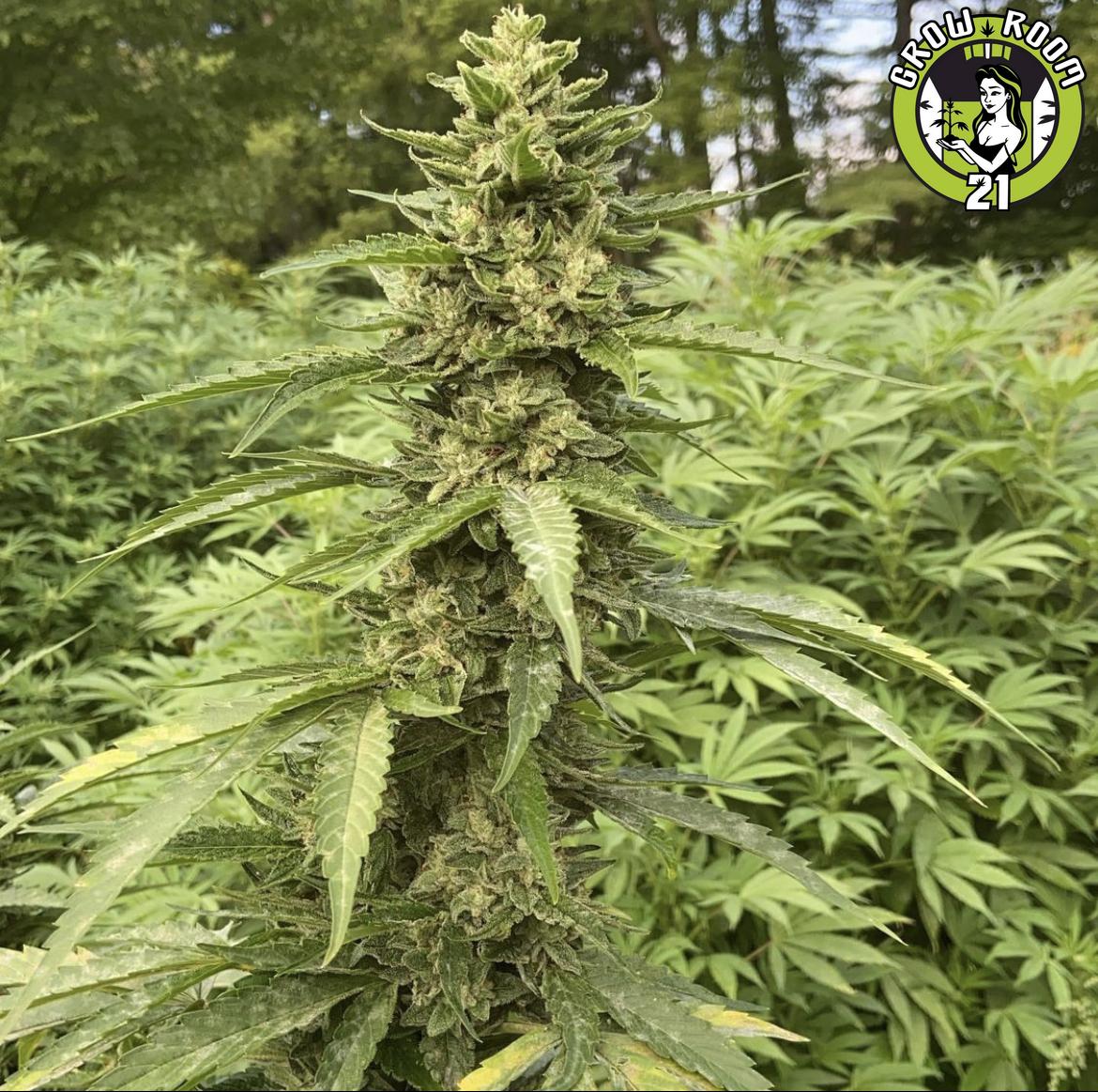 Bild von Purple Star OG