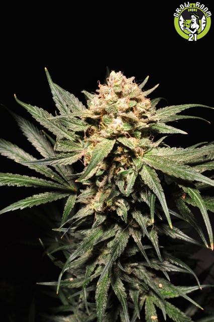 Bild von Sour Pink Kush Autoflowering