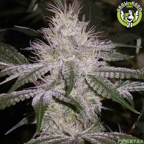 Bild von Strawberry Glue