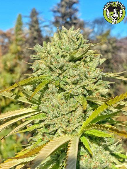 Bild von Yuki Sour Diesel