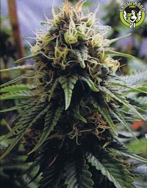 Bild von Yummy
