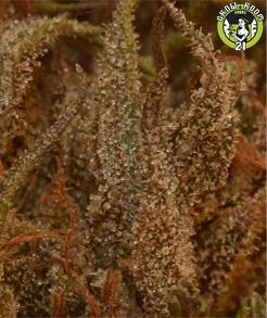 Bild von Queen Mother