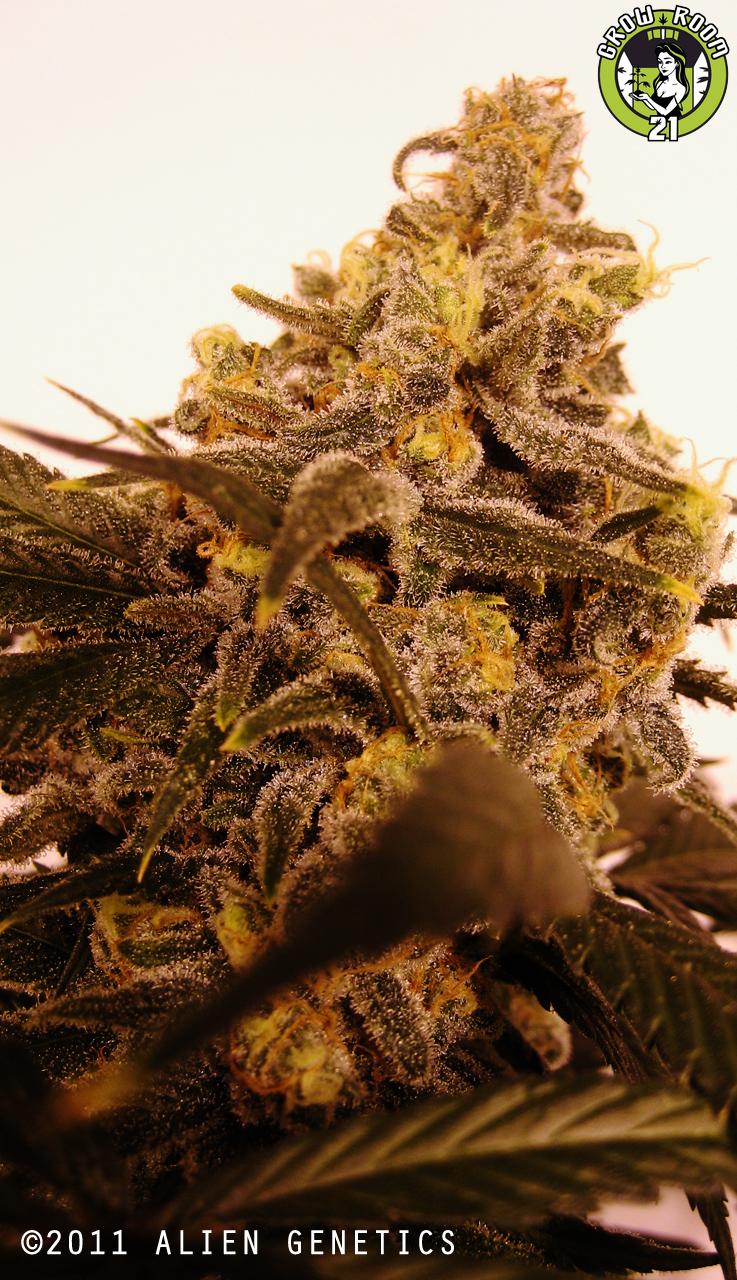 Bild von Double Lemon Alien Dawg