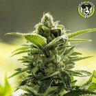 Bild von Goji Valley Kush