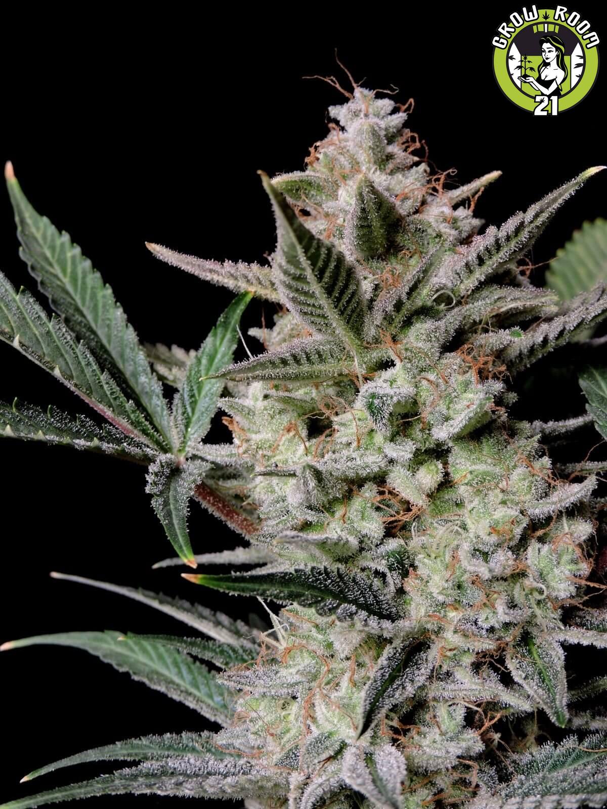 Bild von Strawberry Gorilla Auto