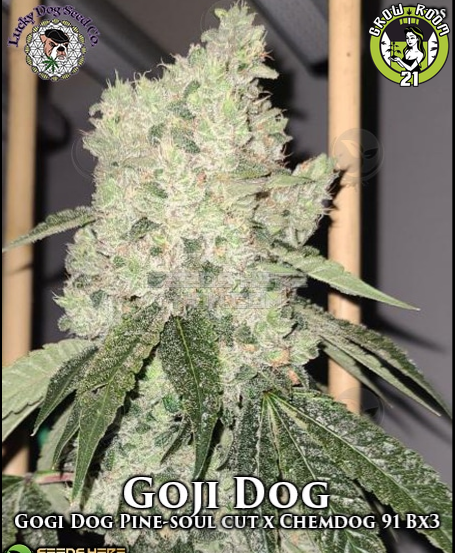 Bild von Goji Dog
