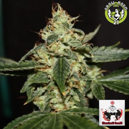 Bild von Chemdawg 104