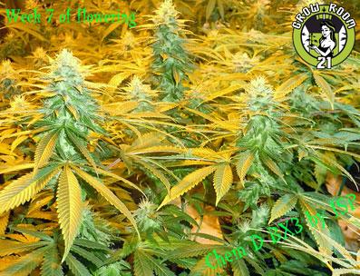 Bild von Chem D BX3