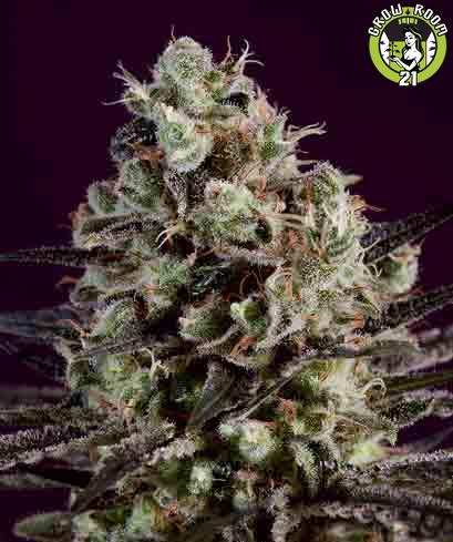 Bild von Royal Purple Kush x SCBDx