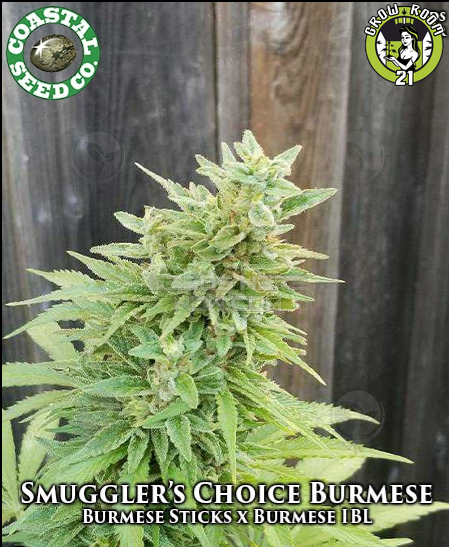 Bild von Smugglers Choice Burmese