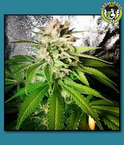 Bild von Napalm OG F2