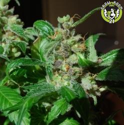 Bild von Black Sugar