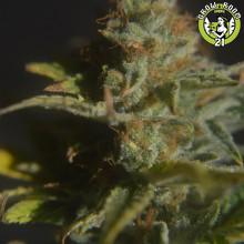 Bild von CBD Divine