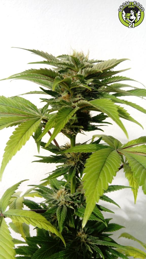 Bild von CBG Kush