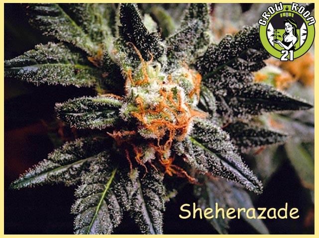 Bild von Sheherazade