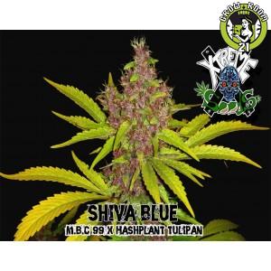 Bild von Shiva Blue
