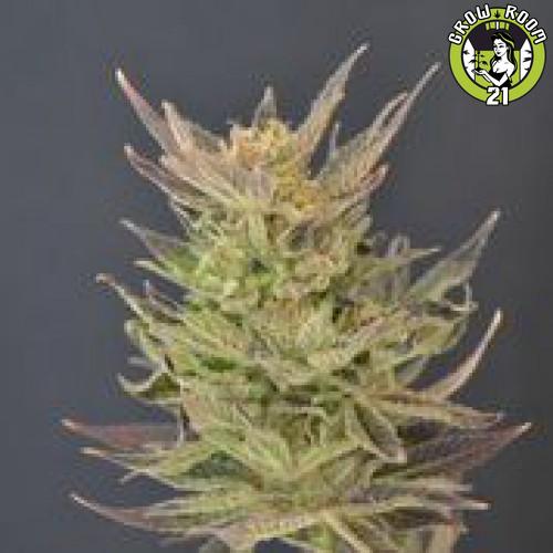 Bild von Auto Purps