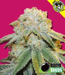 Bild von Bubble Bomb