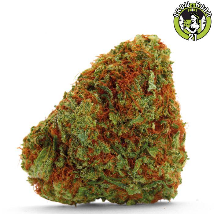 Bild von Bubblegum x Fat HOG