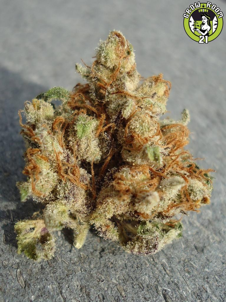 Bild von Fire Alien Urkle