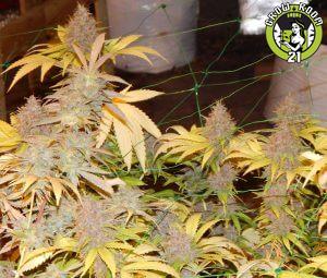 Bild von Moonshine Haze