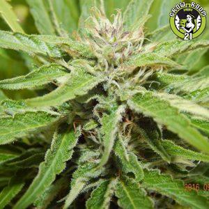 Bild von Bangi Haze F9
