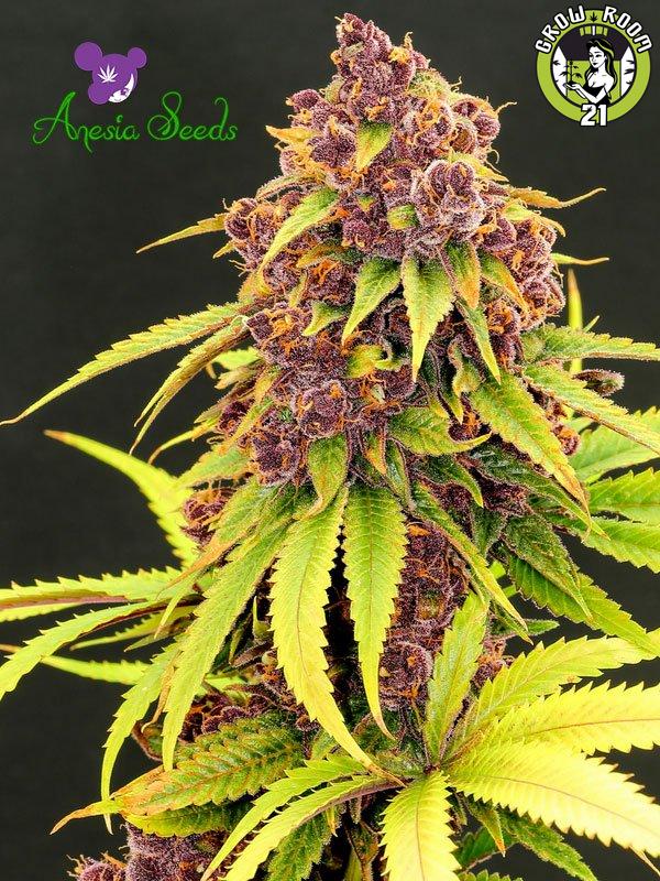 Bild von Purps OG