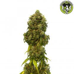 Bild von Swiss Dream Auto CBD