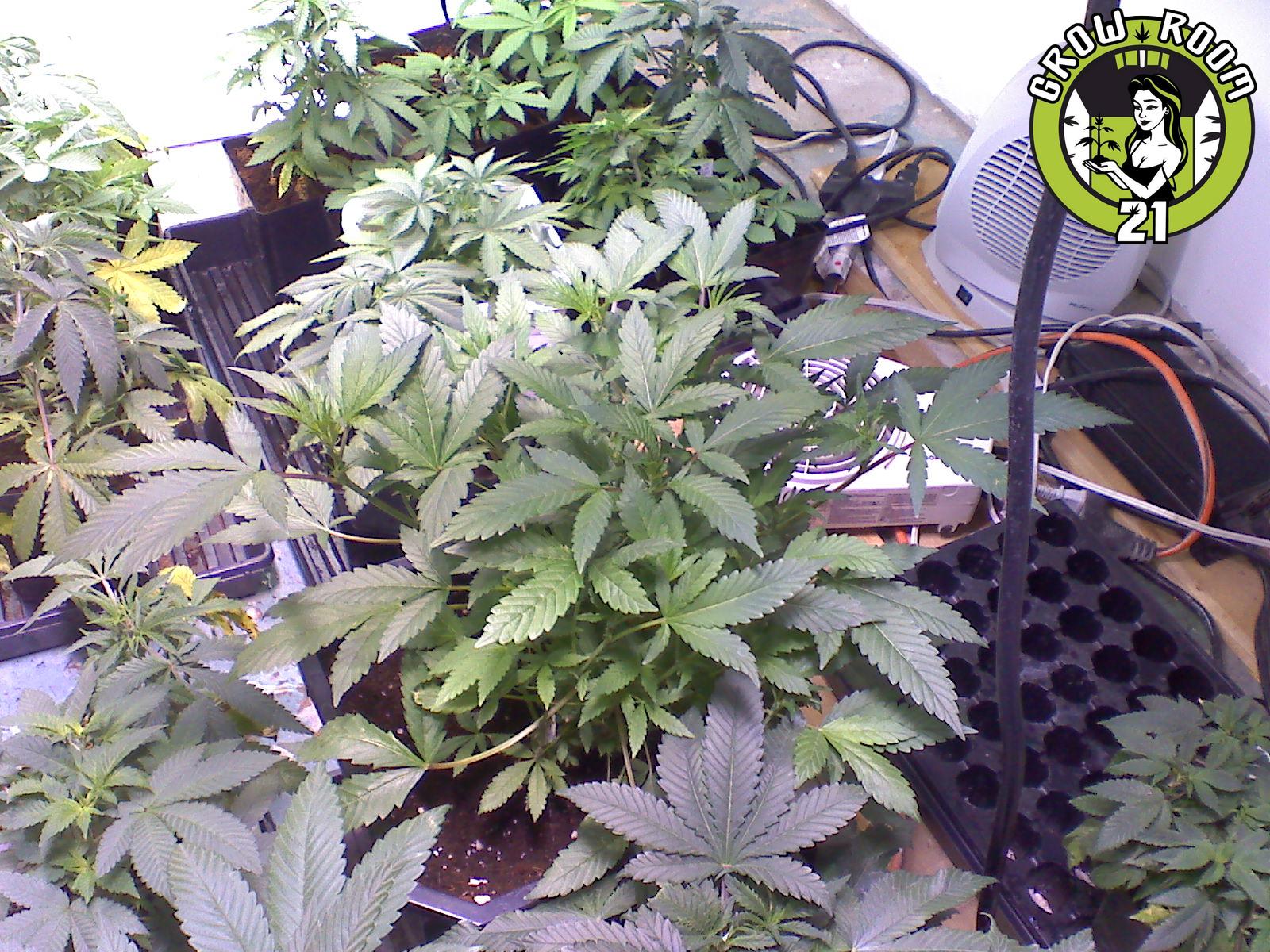 Bild von Chemhawg Kush