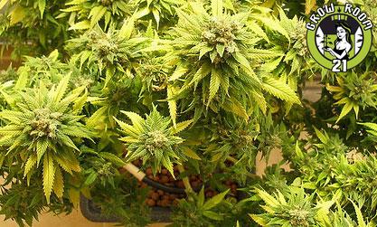 Bild von G-Bolt Haze