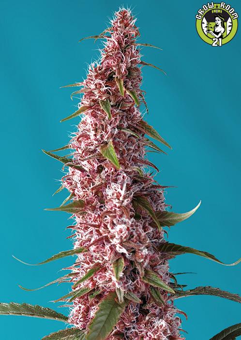 Bild von Red Pure Auto CBD