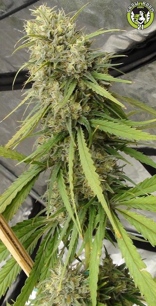 Bild von C5 Haze x Kali China
