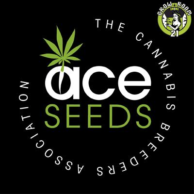 Bild von Green Haze x Malawi